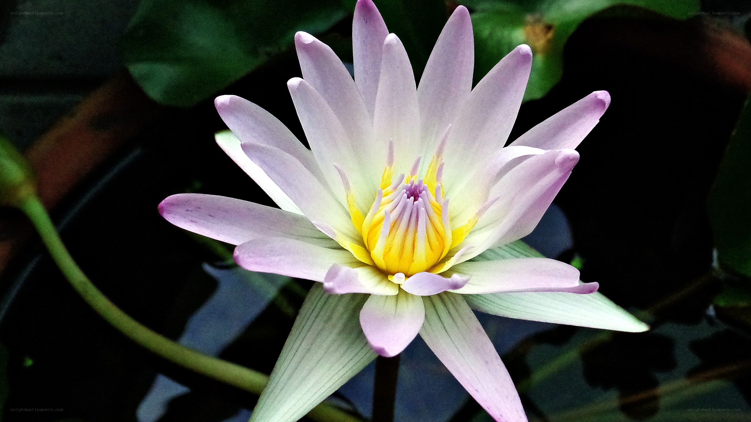 purple water lily in bloom