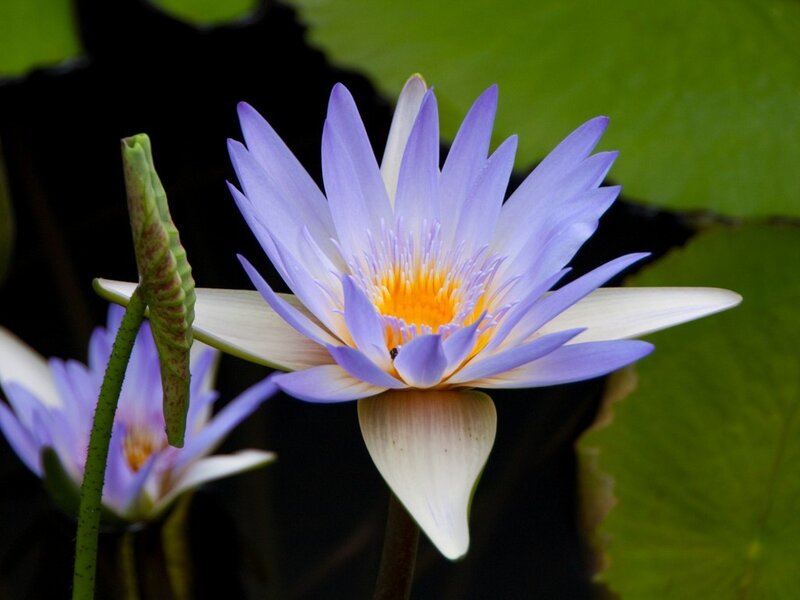 Purple water lily in bloom