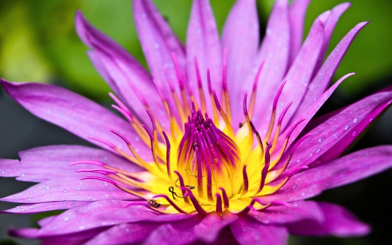 Purple water lily in bloom