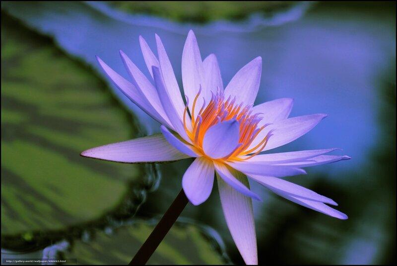 Purple water lily in bloom