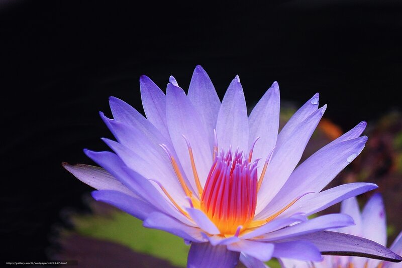 Purple water lily in bloom