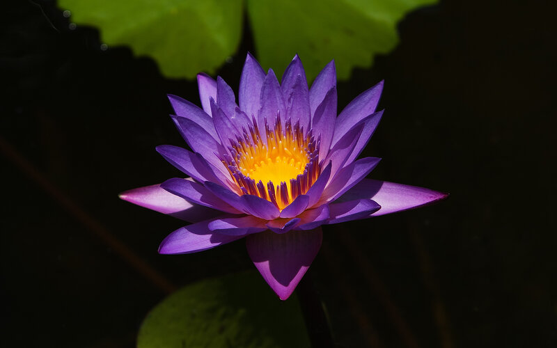 Purple water lily in bloom