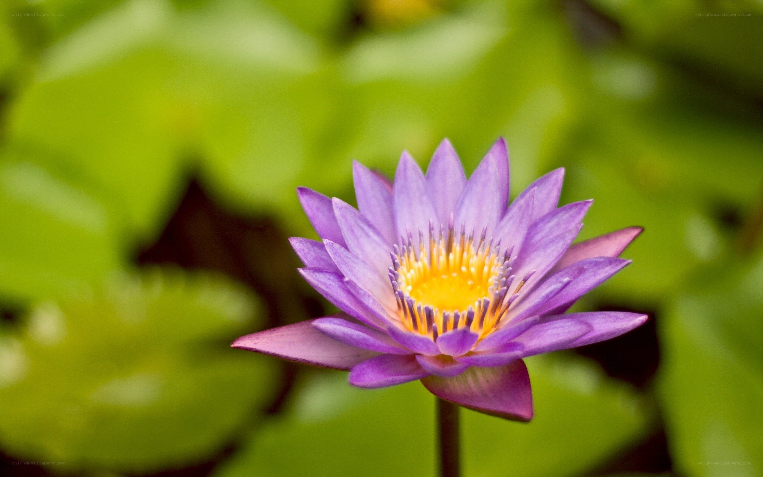 Purple water lily in bloom