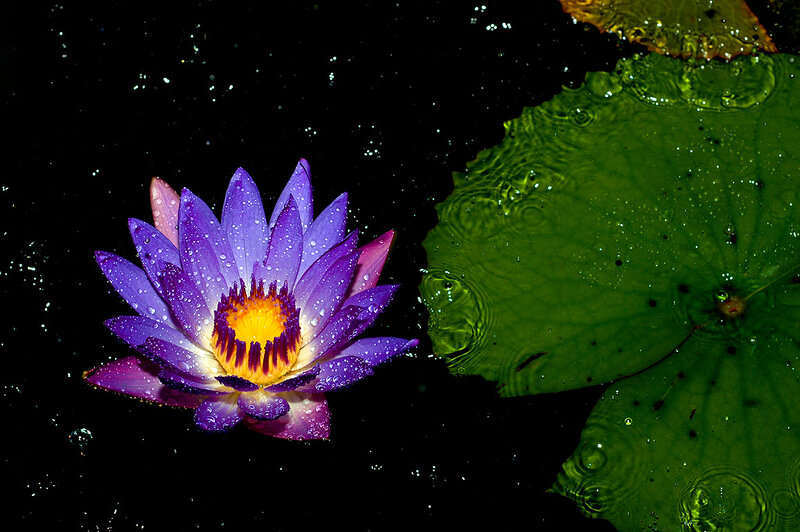 Purple water lily in dark pond