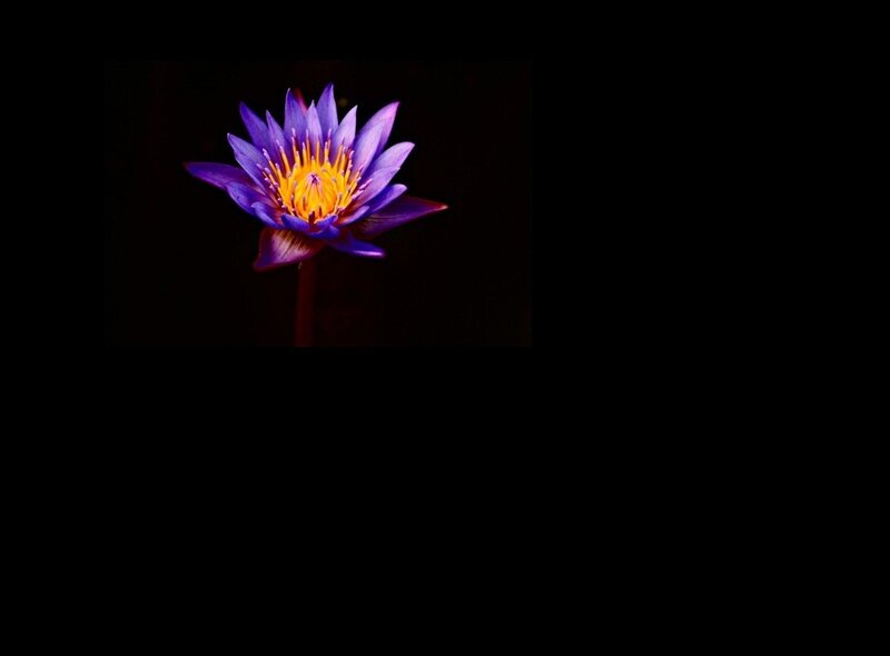 Purple water lily in darkness