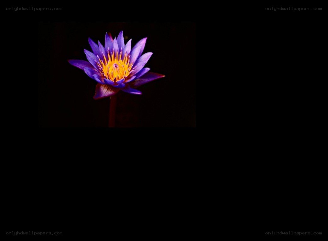Purple water lily in darkness