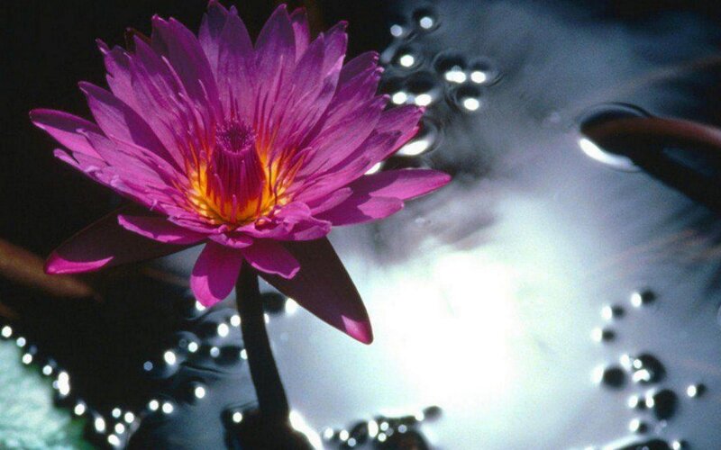 Purple water lily in pond