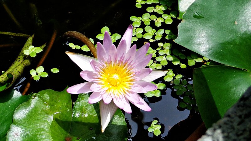 purple water lily in pond