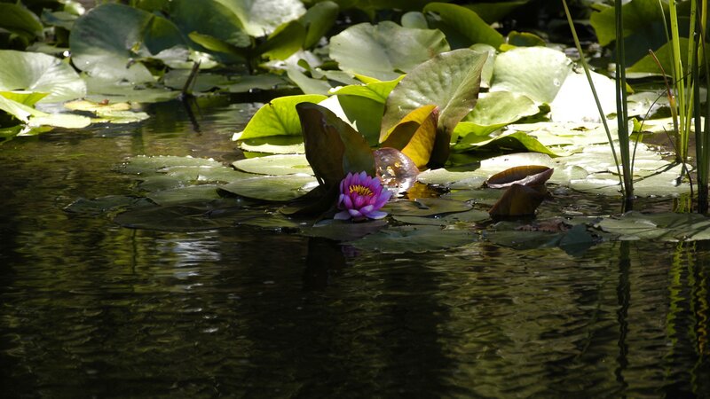 Purple water lily in pond