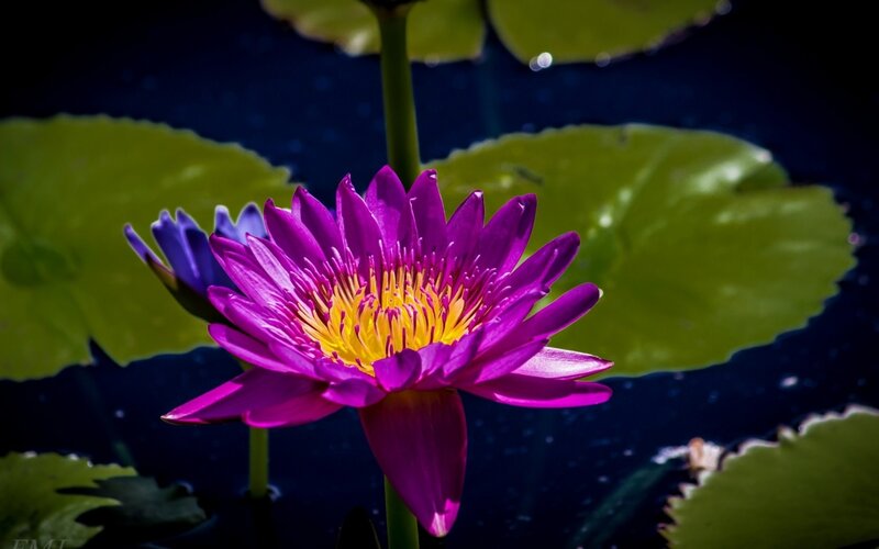 Purple water lily in pond