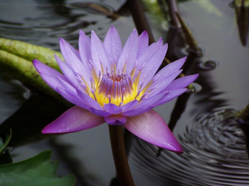 purple water lily in pond