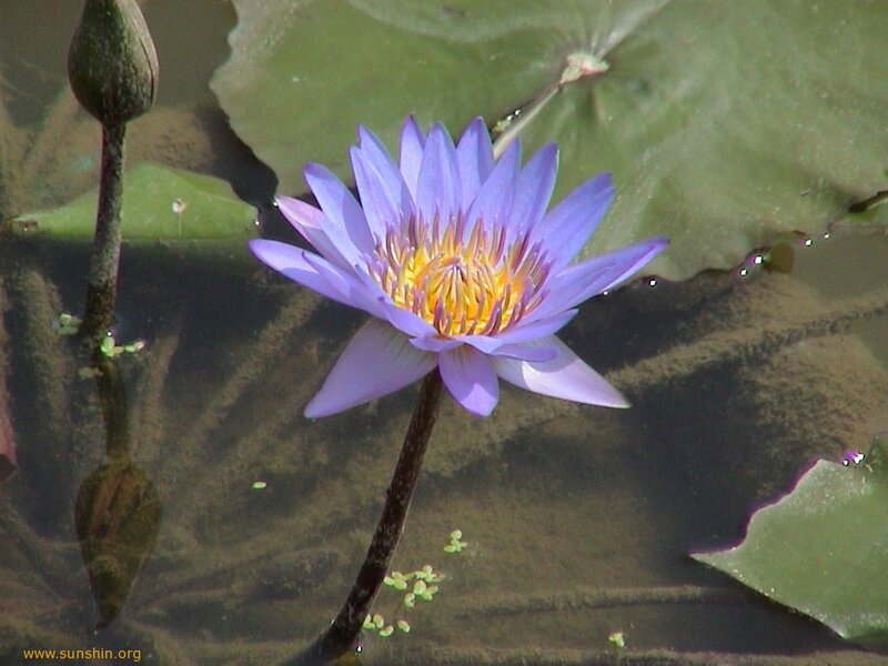 Purple water lily in pond