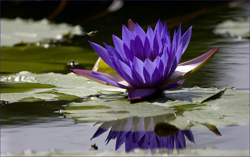 Purple water lily in pond