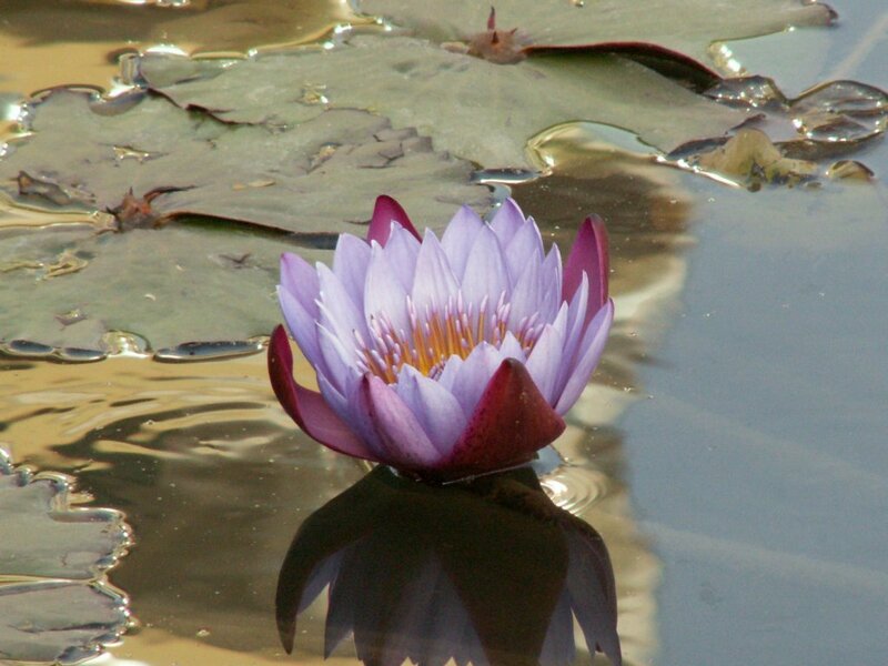 Purple water lily in pond