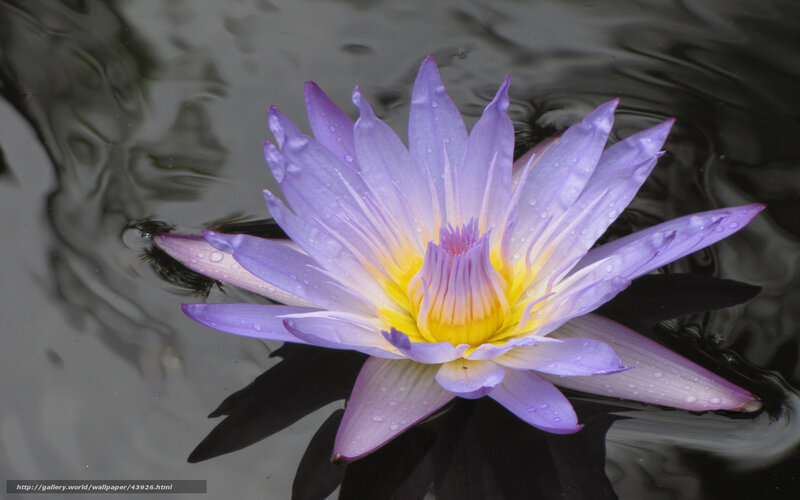 Purple water lily in pond