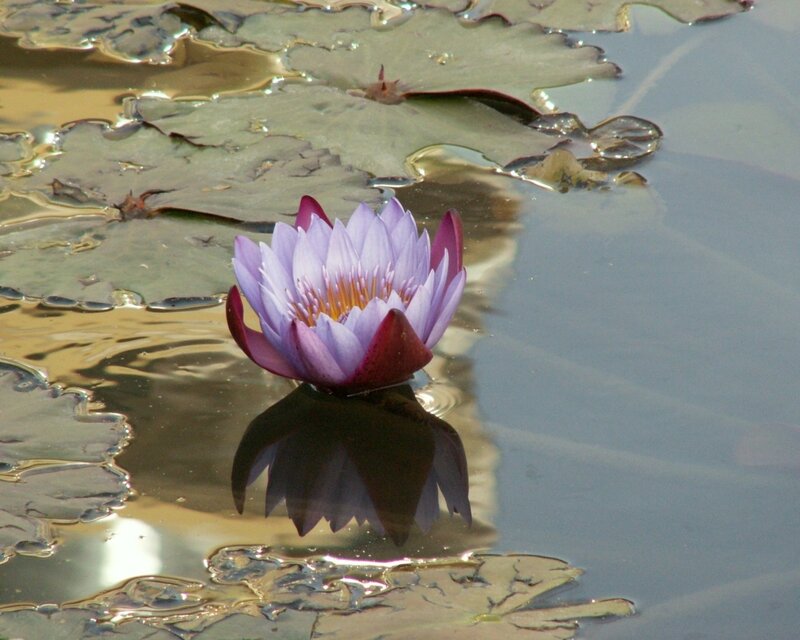 Purple water lily in pond