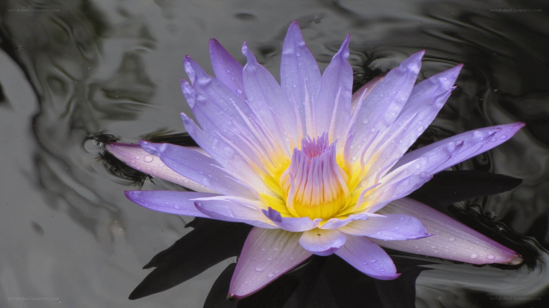purple water lily in pond