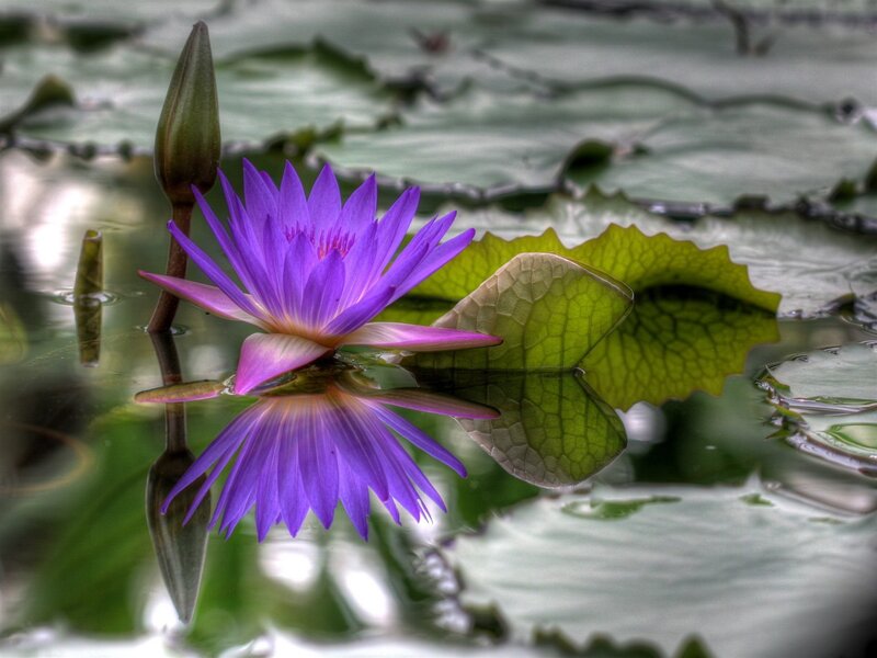 Purple water lily in pond