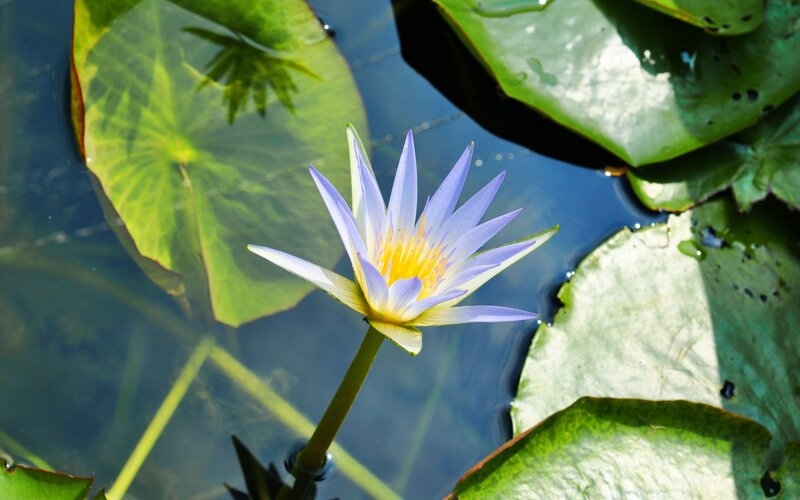 Purple water lily in pond