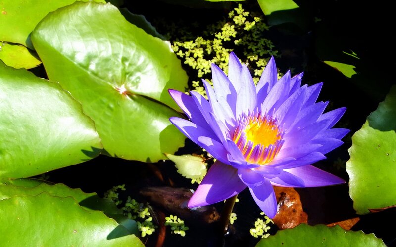 Purple water lily in pond