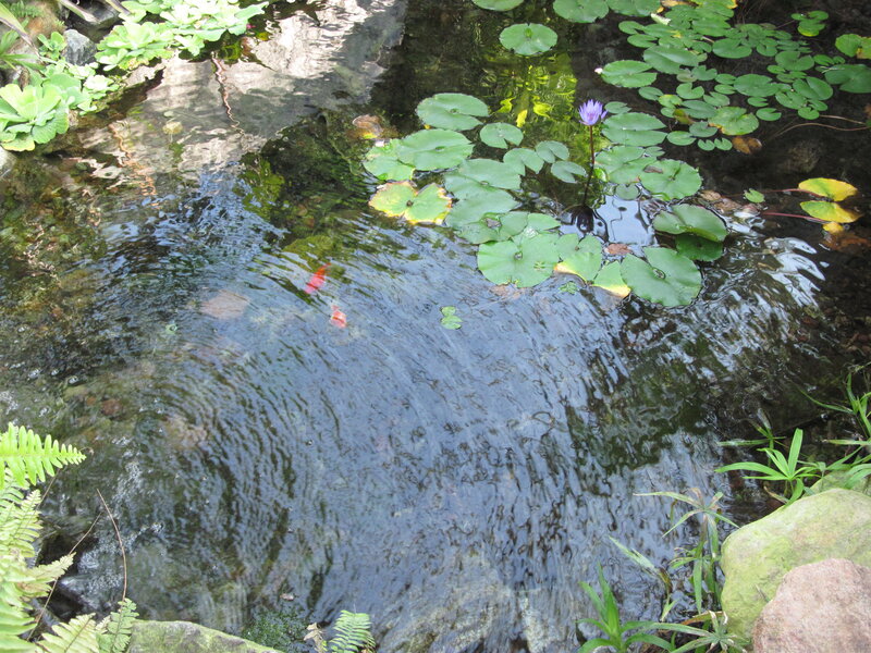 Purple Water Lily in Pond — Green