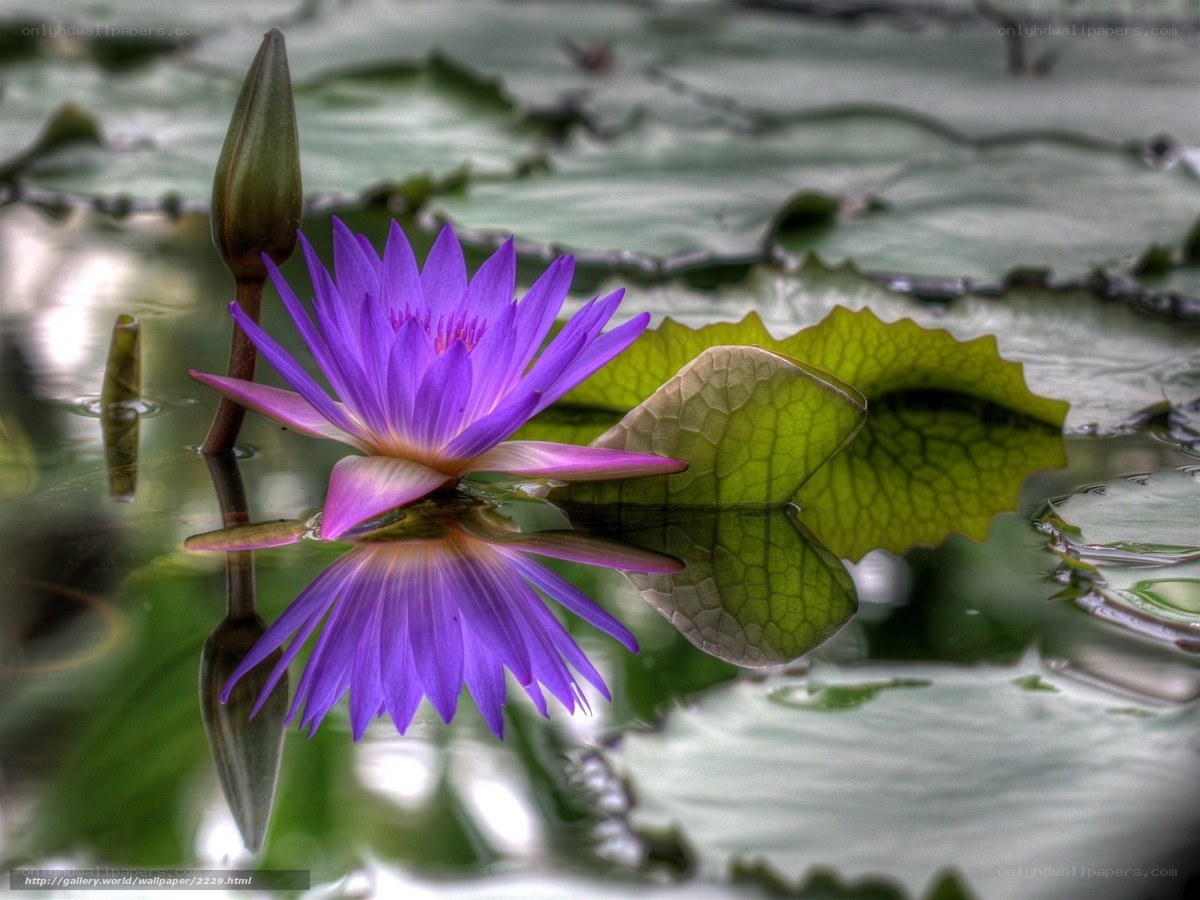 Purple water lily in pond