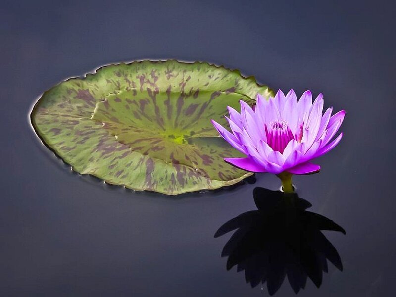 Purple water lily on a lily pad