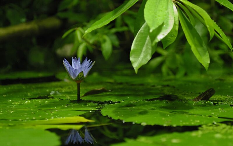 Purple water lily on a pond