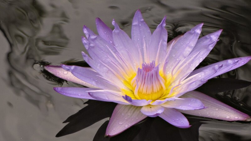 Purple water lily on calm water