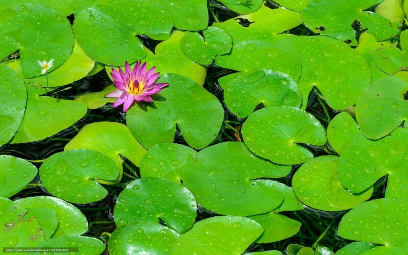 Purple water lily on lily pads