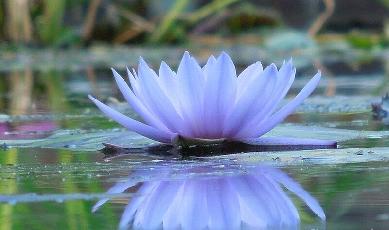Purple Water Lily — Serene, Photograph