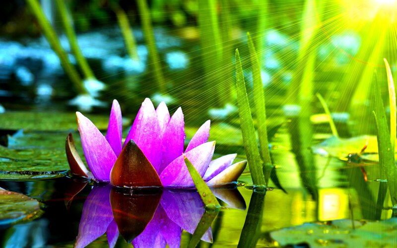 Purple Water Lily — Serene