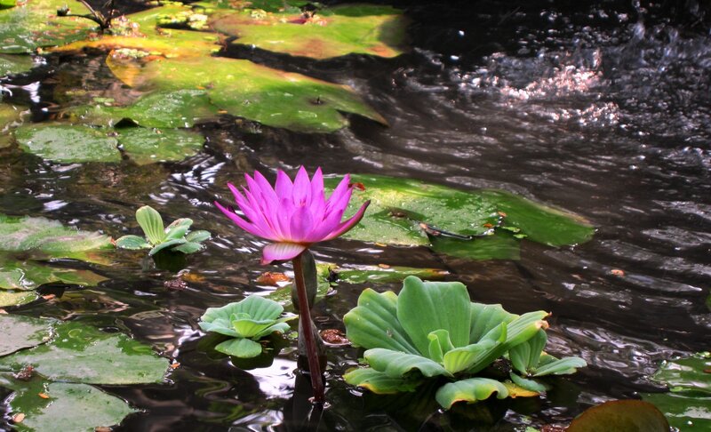Purple Water Lily