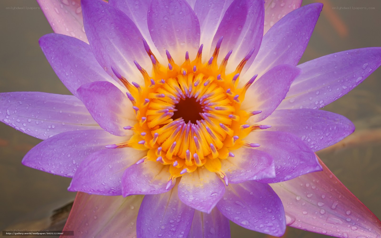Purple water lily with dew drops