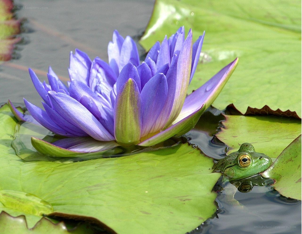 Purple water lily with frog