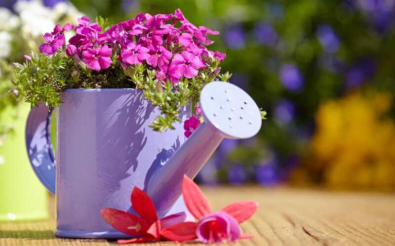Purple Watering Can with Flowers — Serene