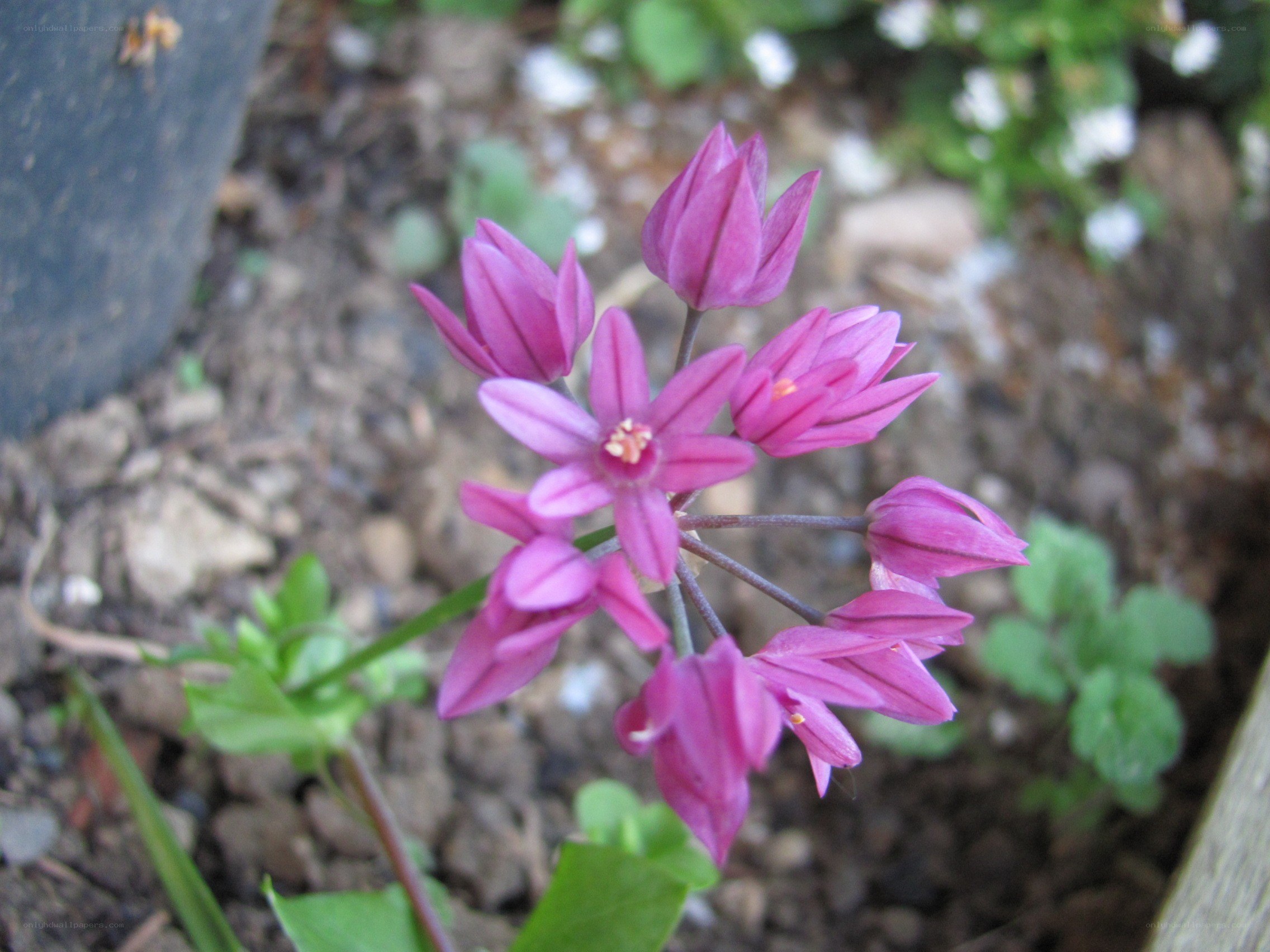 purple wild onion flowers