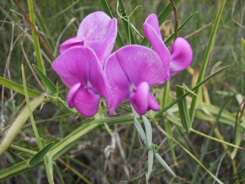 Purple Wild Pea Flowers — Natural