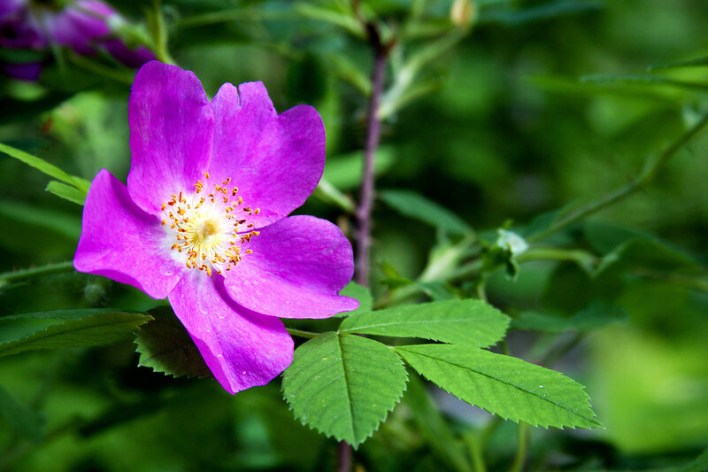 Purple Wild Rose Flower