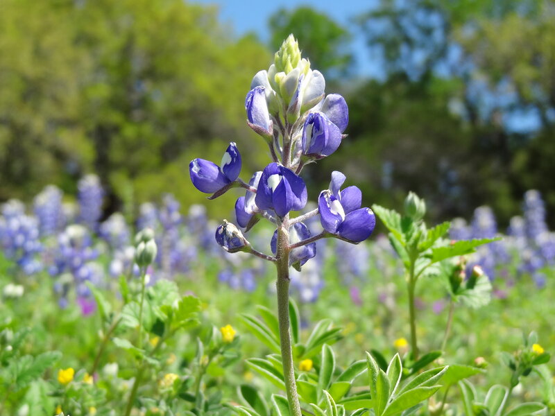 Purple Wildflower Bloom