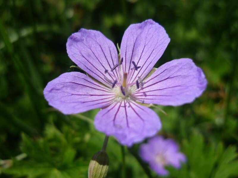 Purple Wildflower — Calm, Afternoon