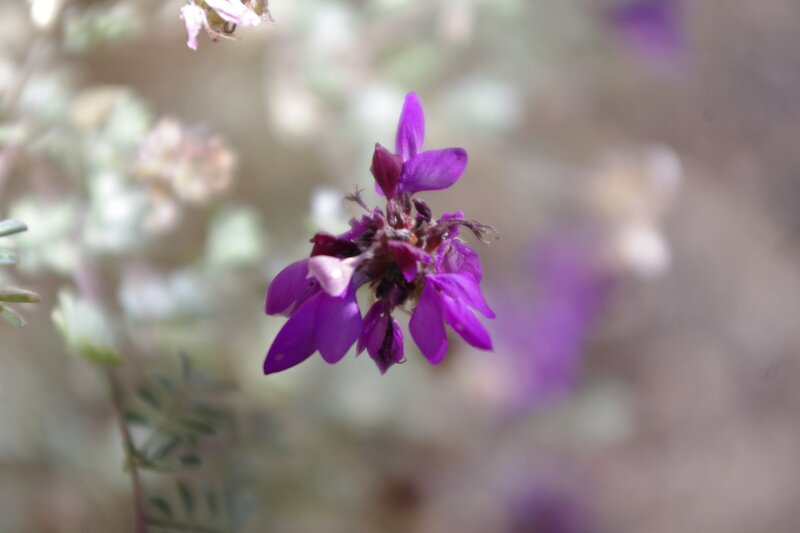 Purple Wildflower — Calm, Spring, Photograph, Green Leaves, Blurred Background