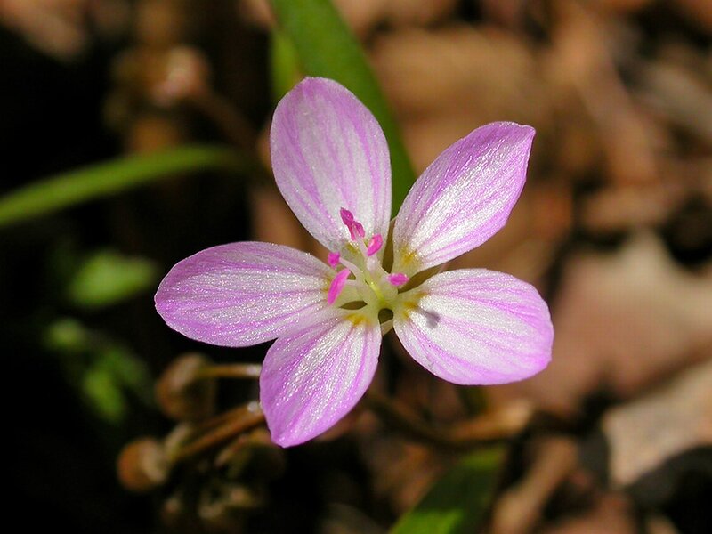 Purple Wildflower — Calm