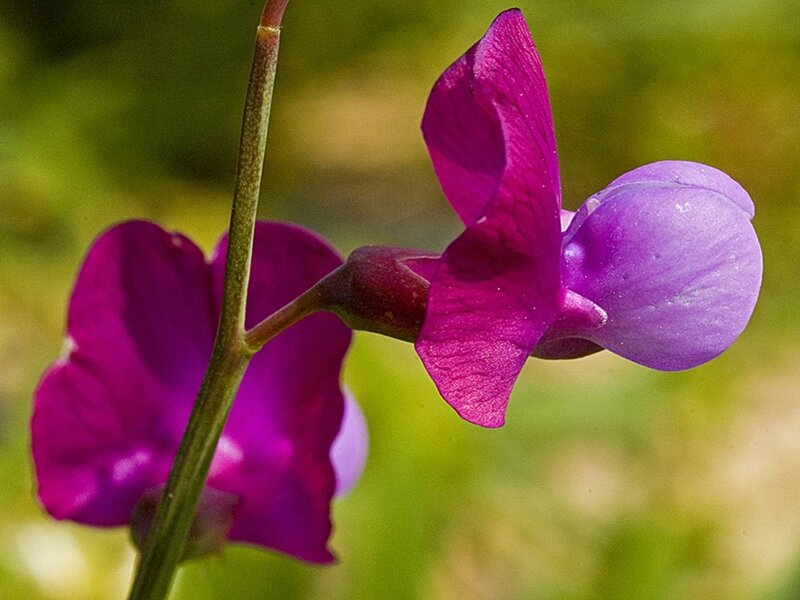 purple wildflower close-up