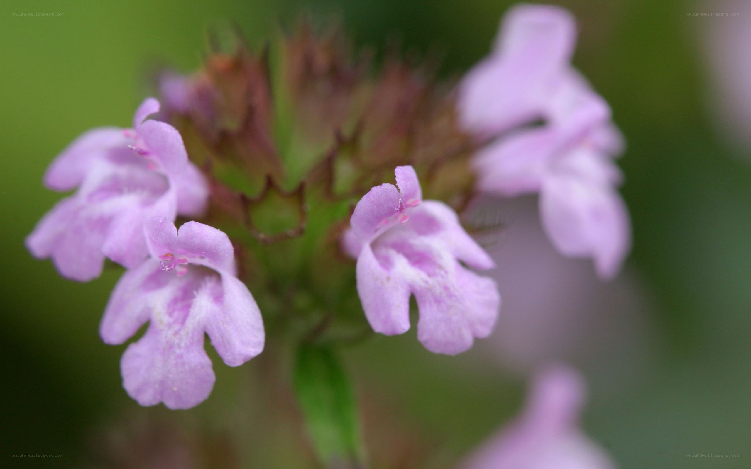 purple wildflower close-up
