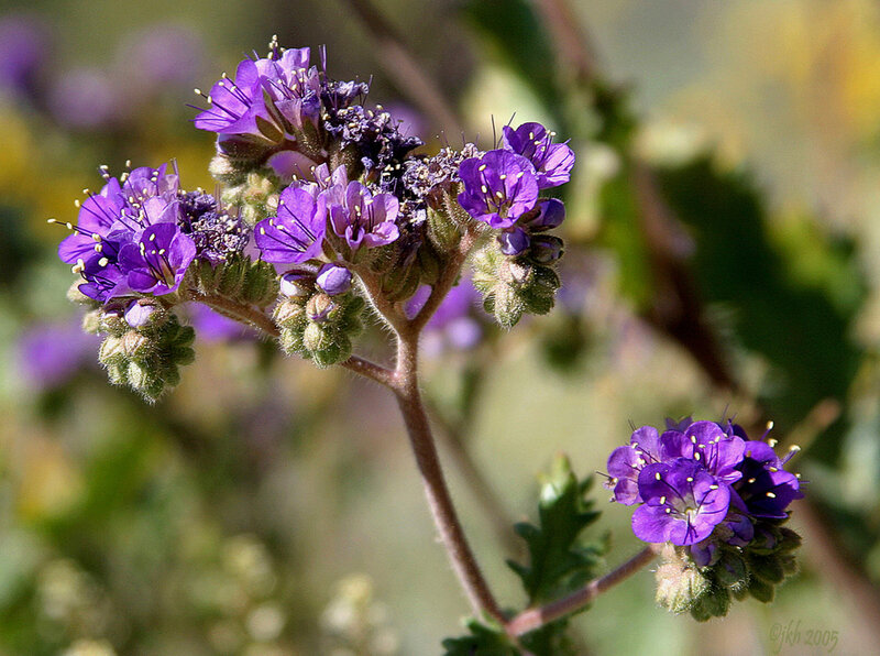 Purple Wildflower Cluster — Calm