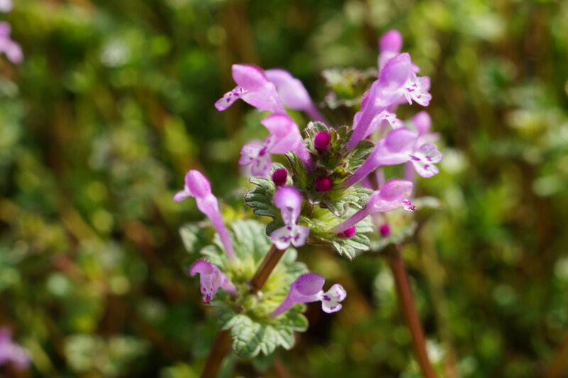 Purple Wildflower Cluster — Natural