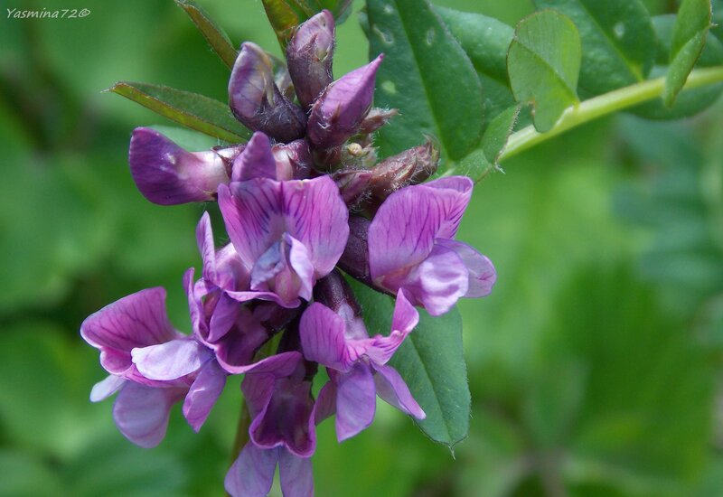 Purple Wildflower Cluster