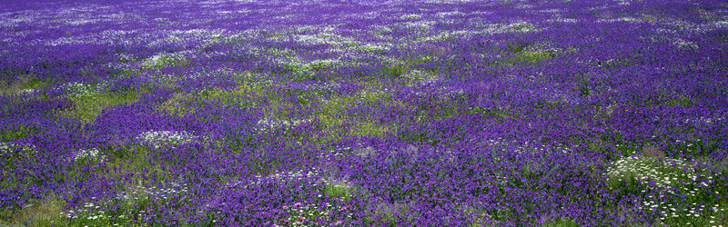 purple wildflower field