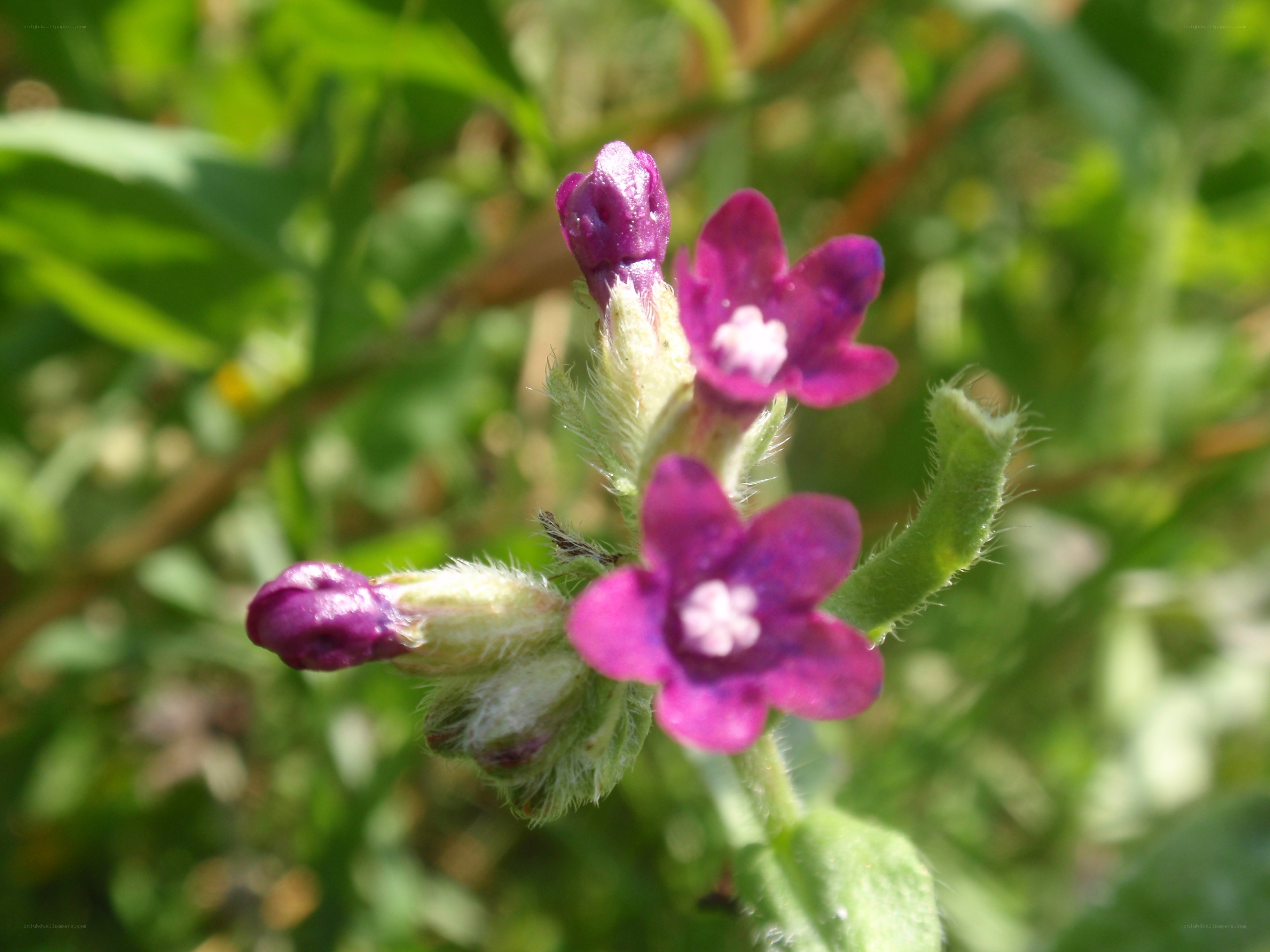 purple wildflower in bloom